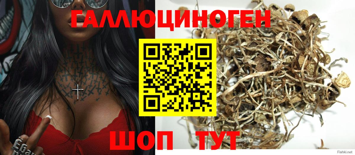 Псилоцибиновые грибы Psilocybe  Псилоцибиновые грибы прущие грибы  Орехово-Зуево  Вход с VPN 